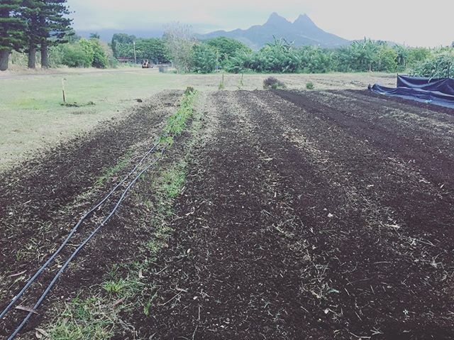 maliafarms's tweet photo. 07.23.2018
Prepped beds for more corn planting.
#GoFarmHawaii https://t.co/M8tBwm4aF3 https://t.co/2OpqOQrRMt