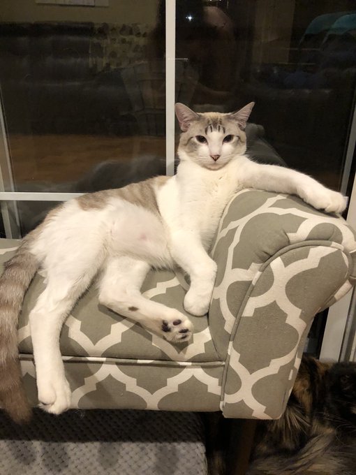 Blessing your timeline with daily cuteness from SEBASTIAN!! The ONLY MAN IN MY LIFE😍😻🤗 https://t.co/<a href="/tag/bts"class="tags"><span>#bts</span></a>