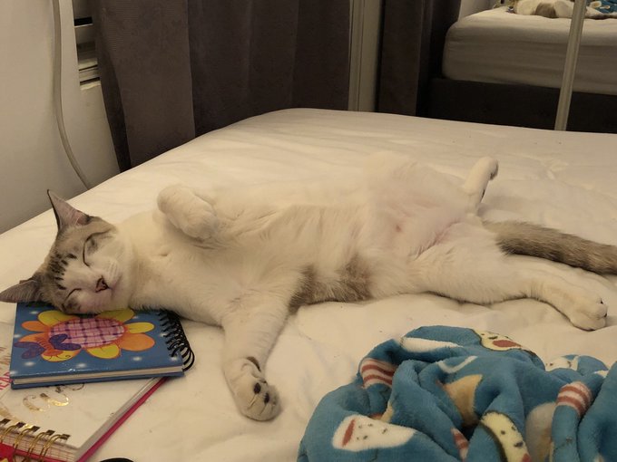 Blessing your timeline with daily cuteness from SEBASTIAN!! The ONLY MAN IN MY LIFE😍😻🤗 https://t.co/<a href="/tag/bts"class="tags"><span>#bts</span></a>