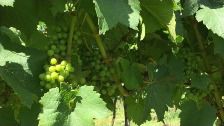 BBCBusiness's tweet photo. "There hasn't been a better summer, this could be the biggest year for English Wine by about 60%, the yields being 30-40% higher than they normally would and lots of new vineyards fruiting for the first time" Frazer Thompson boss of English vineyard Chapel Down #WakeUpToMoney https://t.co/OZPt6OU2yk