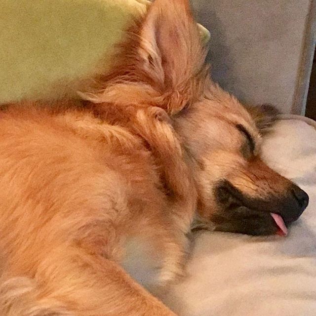 samcondello's tweet photo. Thank you @animalhopeandwellness for this pretty lady. Grateful for her every day. #rescuedog #stopyulin #marcching #animalhopeandwellness #fluffymonkey https://t.co/NJ3jOdAQoO https://t.co/Dltr4BMvJn
