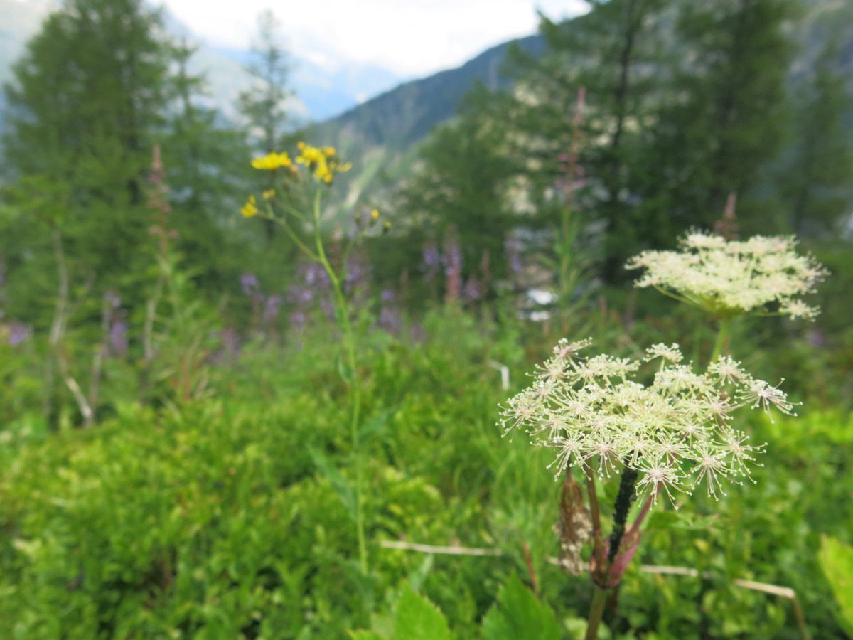 PlanetSKI Snow News tweet media