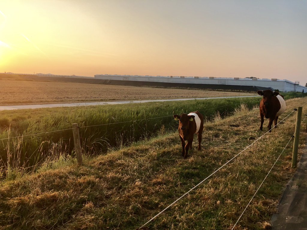 StolkBrother's tweet photo. Het #tropenrooster levert wel mooie plaatjes op :) #earlybird #zonop https://t.co/sxxQbUQBVz