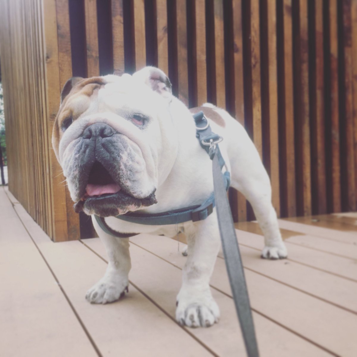 Спою-ка я вам песенку, друзья))))
#английскийбульдог #bulldog #бульдог #фениксвеселыйбульдог