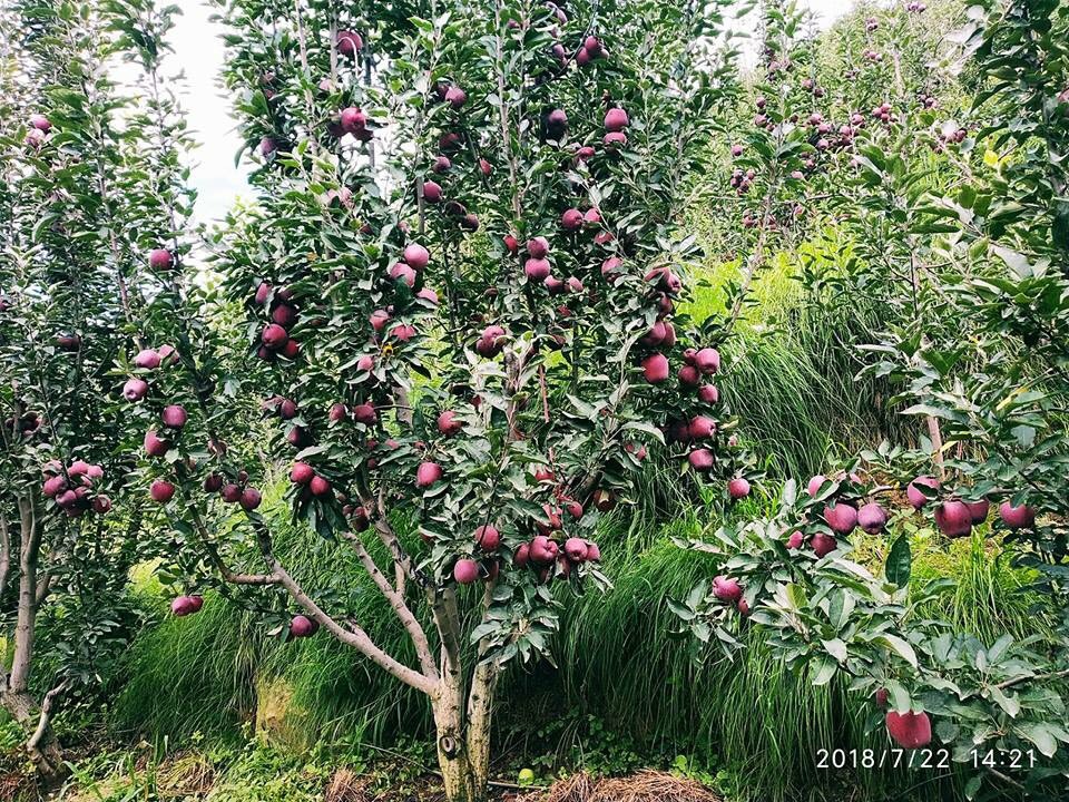 PrajwalBusta's tweet photo. This real beauty of Himachal this is our beautiful place Jubbal Kotkhai #MyNativeplace #appleorchards ... https://t.co/fXELsSg8d5