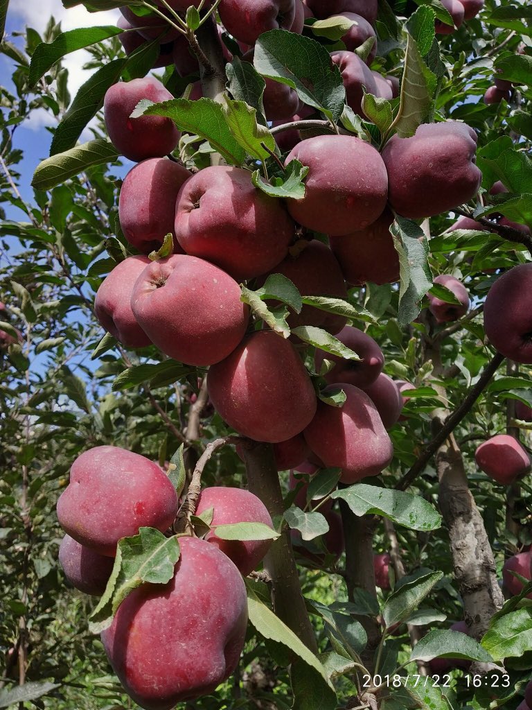 PrajwalBusta's tweet photo. This real beauty of Himachal this is our beautiful place Jubbal Kotkhai #MyNativeplace #appleorchards ... https://t.co/fXELsSg8d5