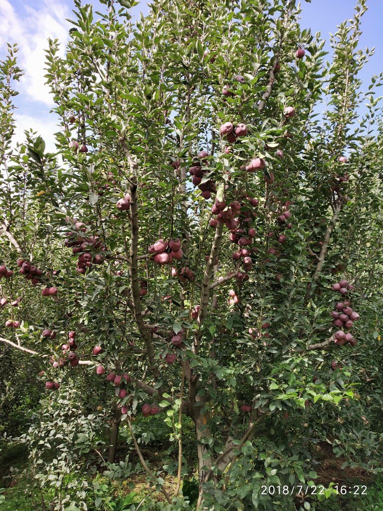 PrajwalBusta's tweet photo. This real beauty of Himachal this is our beautiful place Jubbal Kotkhai #MyNativeplace #appleorchards ... https://t.co/fXELsSg8d5