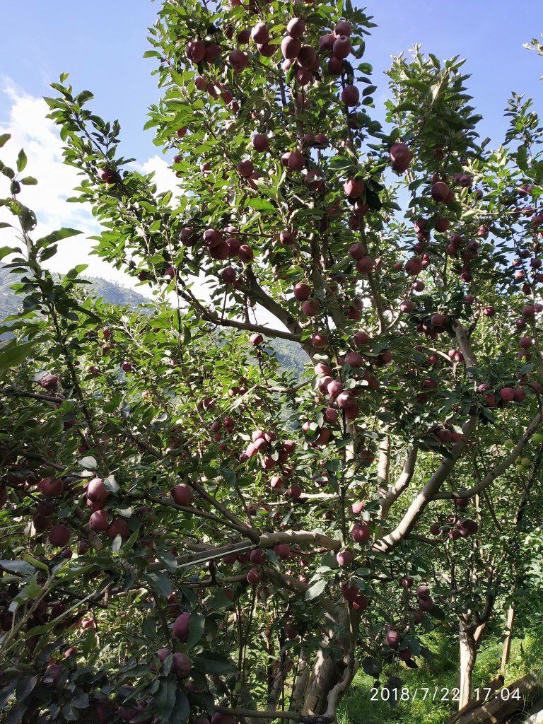 PrajwalBusta's tweet photo. This real beauty of Himachal this is our beautiful place Jubbal Kotkhai #MyNativeplace #appleorchards ... https://t.co/fXELsSg8d5