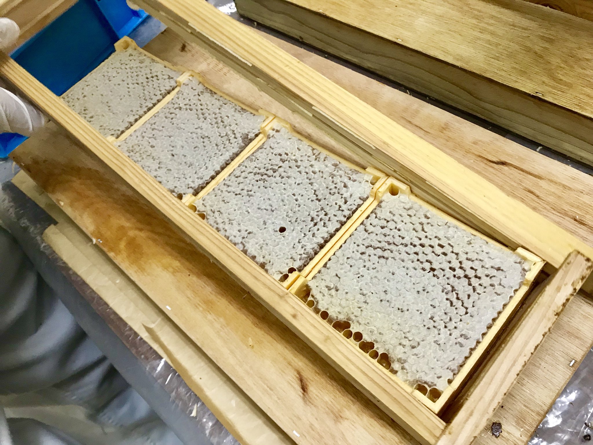 公式 杉養蜂園 Sugi Bee Garden Pe Twitter 今年の初夏に採集した 四角巣房蜜 を商品としての準備中 もう少しです 楽しみに待っていてください はちみつ みつばち 巣房蜜 新蜜 とれたて 国産 熊本産 健やか農蜂業 杉養蜂園 T Co Lma2cmr3bz