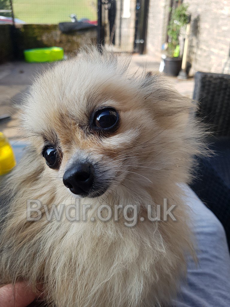bravodogrescue's tweet photo. Not our usual rescue, Totty needs £1500 of leg surgery after being left with a dislocated leg. £350 raised so far. Plus help https://t.co/QzA5WidgPM https://t.co/aVd9cDpdlx