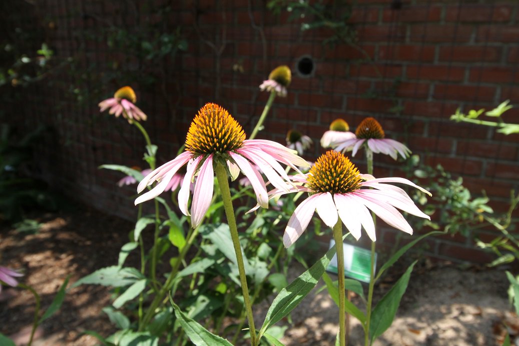 Twitter এ 神戸布引ハーブ園 公式 ハーブガイド本日の一押し エキナセア 花 の中央がウニのような見た目からギリシャ語のウニ Echinos が名前の由来 原産は北米で 古くから先住民族が用いていたことからインディアンハーブとも呼ばれます 花言葉は 優しさ