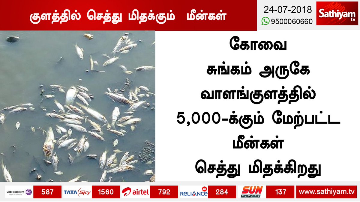 sathiyamnews's tweet photo. கோவை சுங்கம் அருகே வாளங்குளத்தில் 5,000-க்கும் மேற்பட்ட மீன்கள் செத்து மிதக்கிறது
குளத்தில் விஷக்கழிவுகள் கலந்துள்ளதா என மாநகராட்சி அதிகாரிகள் ஆய்வு
மீன்கள் செத்து மிதப்பதால் துர்நாற்றம் வீசுவதாக அப்பகுதி மக்கள் குற்றச்சாட்டு
#Sungam #Covai #Vaalangulam #Fishdead https://t.co/ztUqwVQEqz