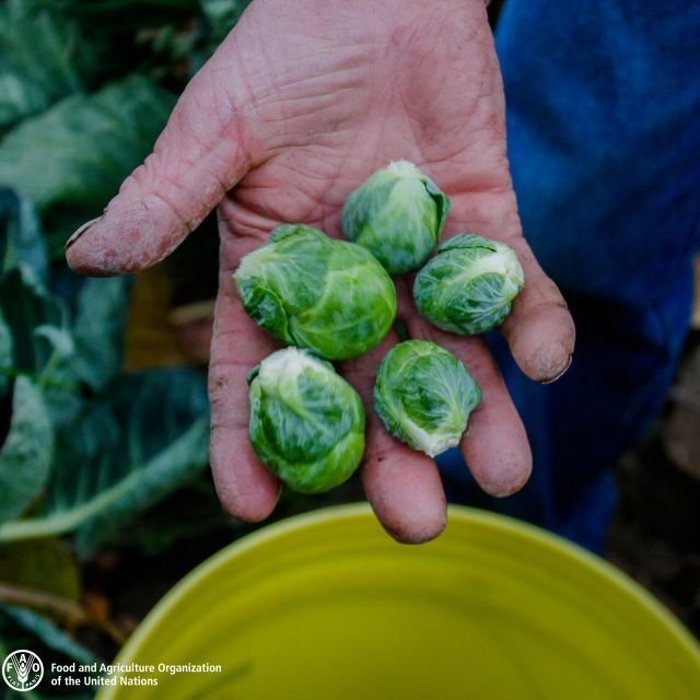 FAOKnowledge's tweet photo. Investing in food and #agriculture can speed up progress towards all 17 of the Sustainable Development Goals. 

Here's how: https://t.co/wmNvH9up0J  #SDGs https://t.co/Ys2MB6rllt