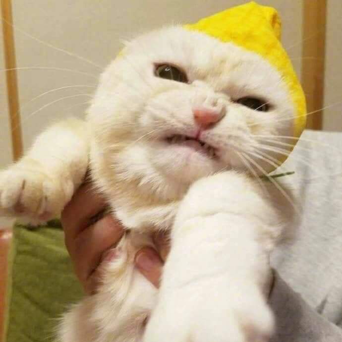Hello_Its_MeMe's tweet photo. เห็นแล้วโคตรลั่น เรื่องจริงที่คนไม่เลี้ยงแมวไม่รู้คือแมวไม่ชอบถ่ายรูป ยิ่งโดนจับใส่แอคเซสเซอรี่ยิ่งดีดดิ้นไปอีก //จากขี้ข้าแมวที่ซื้อชุดฮันบกหรูหราหมาเห่าแล้วพยายามใส่ให้ไม่สำเร็จ😂 https://t.co/23DV7YE0g7