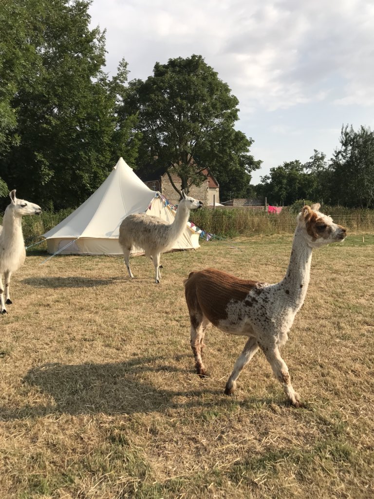 <a href="/WaringsStore/">WARINGSLifeStore</a> #BrianTheAlpaca is just too hot in this weather. He’s trying to keep cool &amp; bootiful for all our #WaylandWeddings 👰 Here he is checking the <a href="/norfolkbells/">norfolk bells</a> #glamping accommodation ⛺️