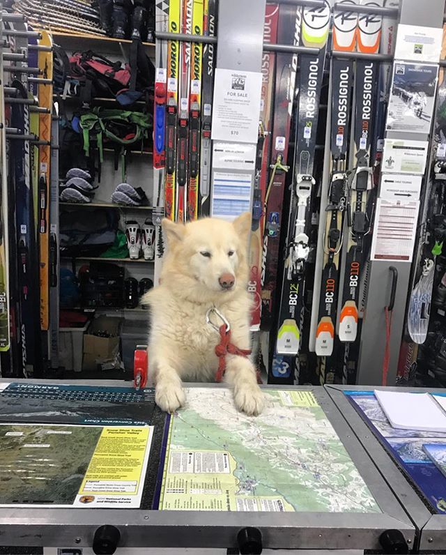 How may I help you?
@littlepaperlaneshop we are putting Miss Coco to work already! 😂
#skihire #backcountry #customerservice #shopdog ift.tt/2LA0woj