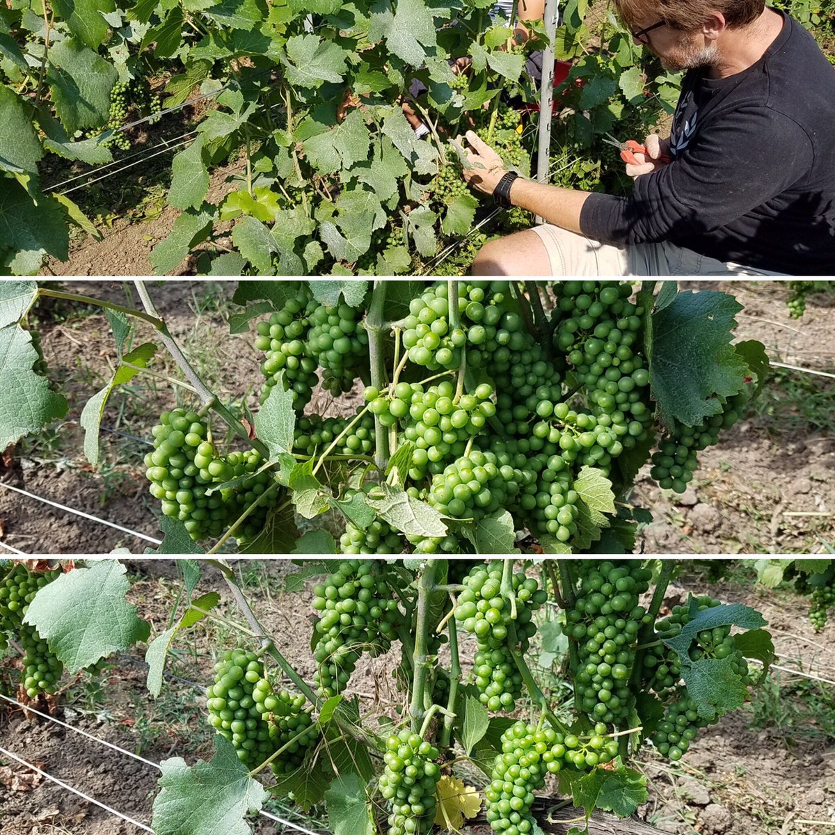 #vendangeenvert pour une meilleure qualité et une maturité optimale! 
| #greenharvest for great quality and optimal ripeness!#lessismore #champagne #lacourtegodbillon  #champagnelacourtegodbillon #grower #vigneron #ecueil #montagnedereims#conversionbio #vendange2018 #harvest2018