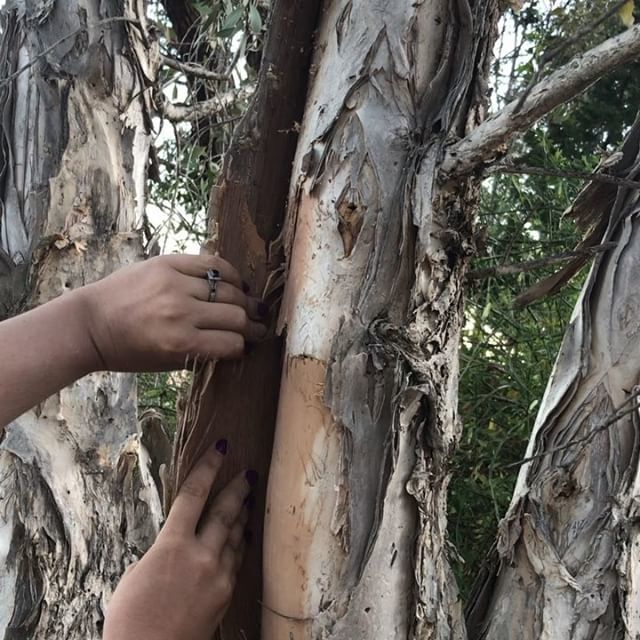 lizsinger_tv's tweet image. Collecting paperbark for my Sister’s year 3 class. They are doing dot paintings to celebrate NAIDOC week last week. I got involved in the bark harvest! #naidoc #paperbark #primaryschool #twitchstreamer ift.tt/2uX6KV1