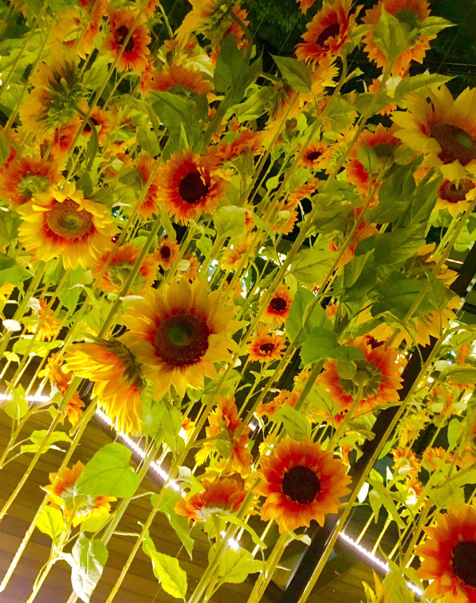 チキンハート Auf Twitter 夜の星ヶ丘で見つけたのは 檻のアート作品のような 向日葵たち お洒落でした 星ヶ丘テラス ひまわり Iphone越しの私の世界 キリトリセカイ 写真好きな人と繋がりたい
