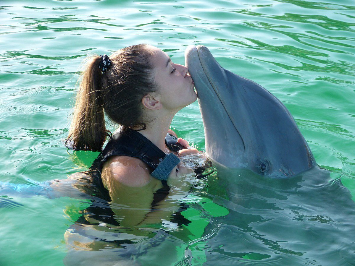 PETAAsia's tweet photo. Don't let the smile fool you. Marine parks like @SeaWorld are TORTURE for dolphins. ACT NOW: https://t.co/25d7myqhkw  #BoycottSeaWorldDay https://t.co/GIt6YPtsbQ