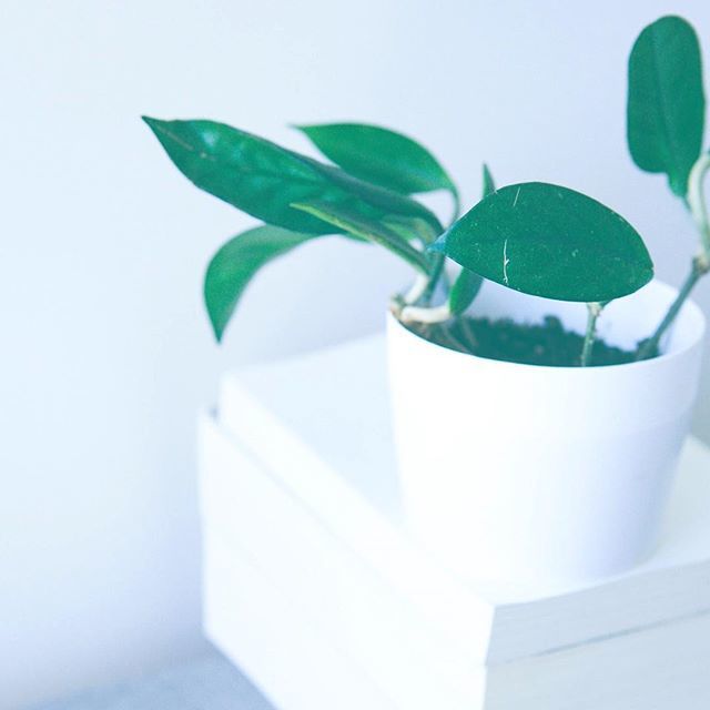 Squawk Digital tweet media