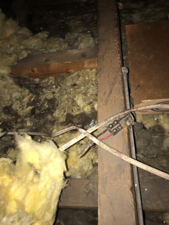 Cre8Electricity's tweet photo. #Squirrels can cause havoc by chewing through live wires. Often this happens in #homes without up to date #FuseBoards, where no Residual Current Devices (RCDs) are installed. 

We can install #RCDs, which are designed to trip quickly to avoid death.

info@cre8electricity.com https://t.co/g407pYgk34