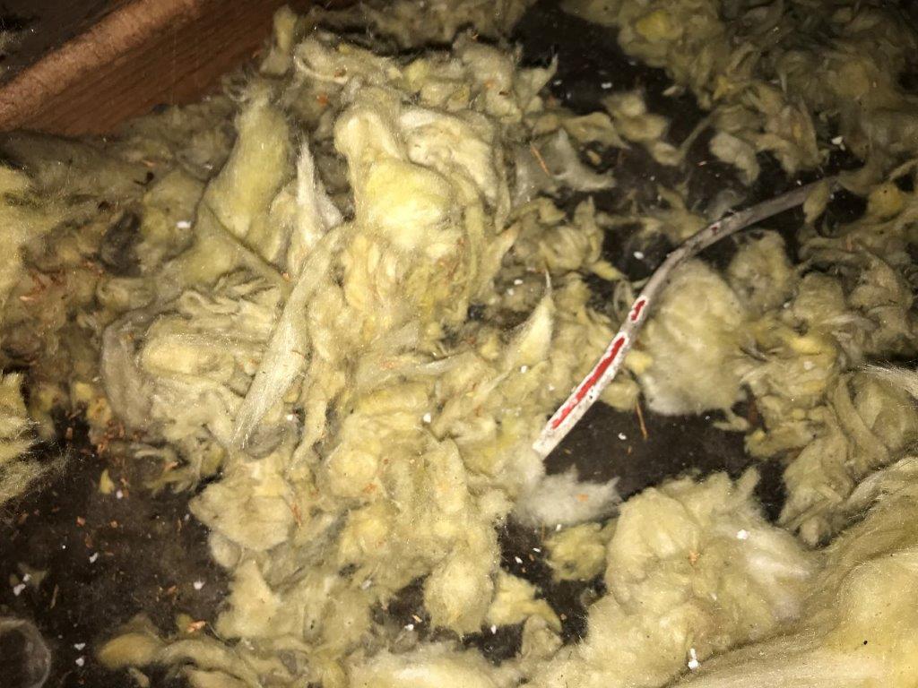 Cre8Electricity's tweet photo. #Squirrels can cause havoc by chewing through live wires. Often this happens in #homes without up to date #FuseBoards, where no Residual Current Devices (RCDs) are installed. 

We can install #RCDs, which are designed to trip quickly to avoid death.

info@cre8electricity.com https://t.co/g407pYgk34