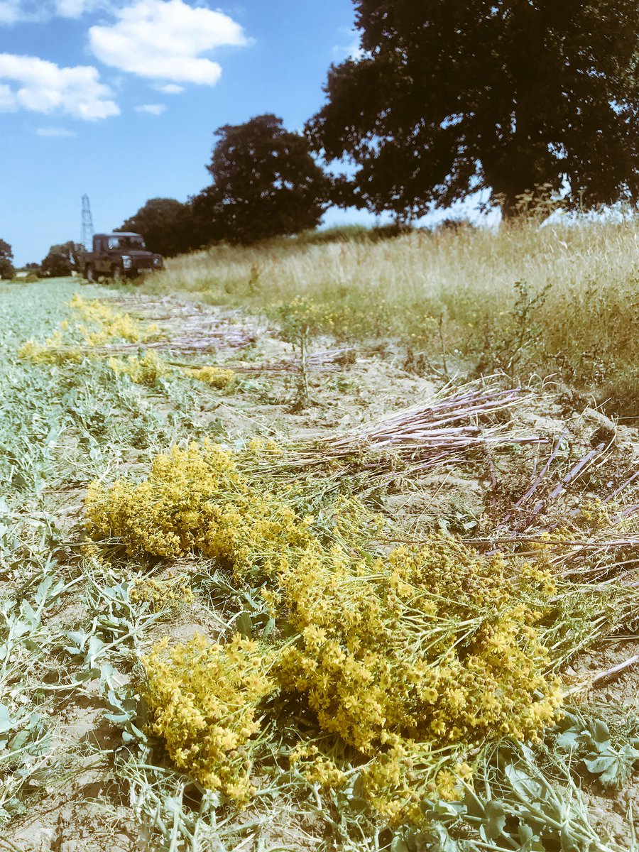 Jake Fiennes tweet media