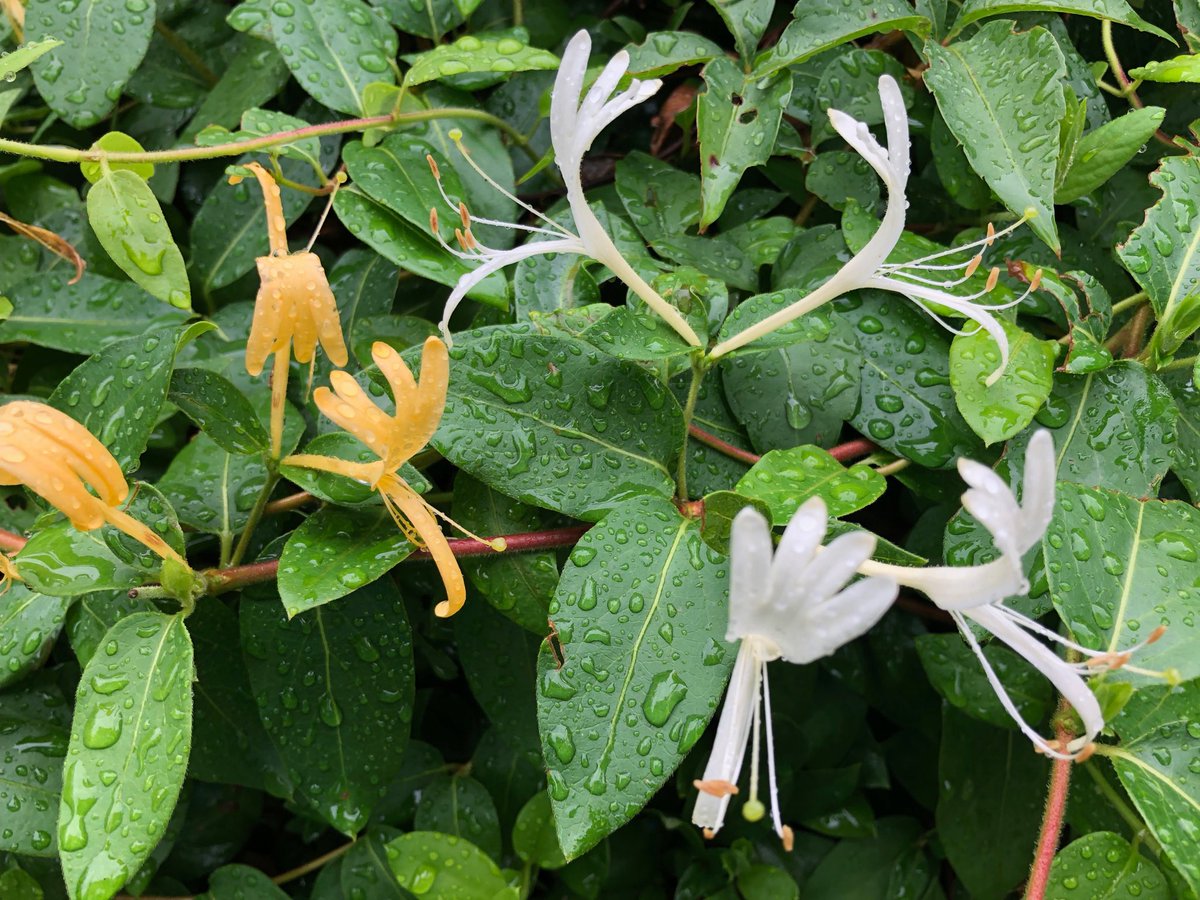 Favorite Summer Scent! Can one get addicted to honeysuckle? Is that a thing? #summer #garden #sweetscents