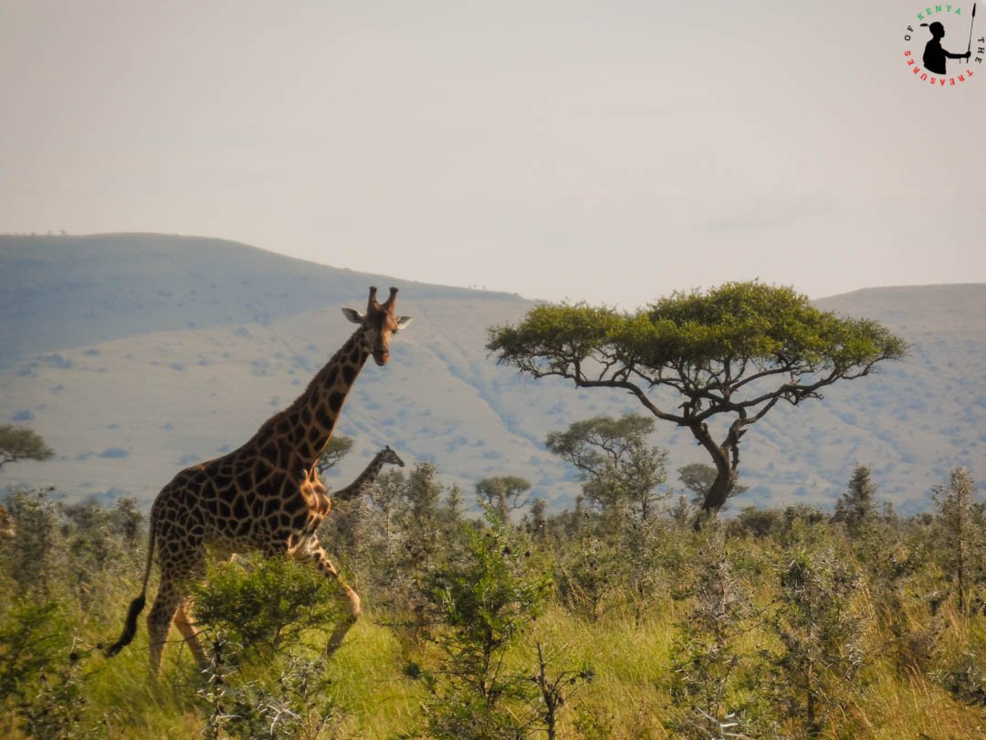 Off the beaten path, beautifully tucked away in floor of the Lambwe valley is the little known Ruma National Park which apart from being Kenya's last retreat for the rare Roan antelope is also home to the endangered Rothschild giraffe #TreasureKenya #TembeaKenya #DiscoverKWSParks