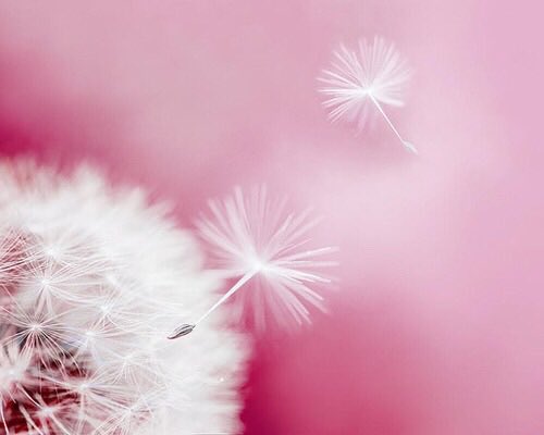 BohoTink's tweet photo. @KAYES09356509 Hi, my beautiful friend 💗 Praying for you and that you have peace. Sending you a big hug and kisses 💫💫💫💗💗💗 https://t.co/pC10i6SPef