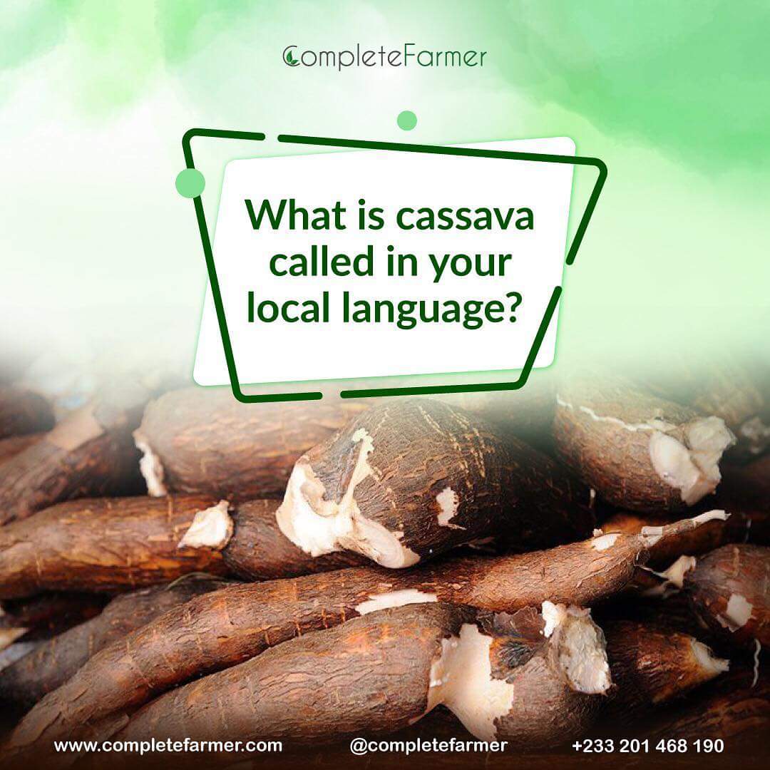 What is 'cassava' called in your language? Comment to let us know! 

#TuesdayTrivia #CompleteFarmer #Cassavafarm #TuesdayThoughts