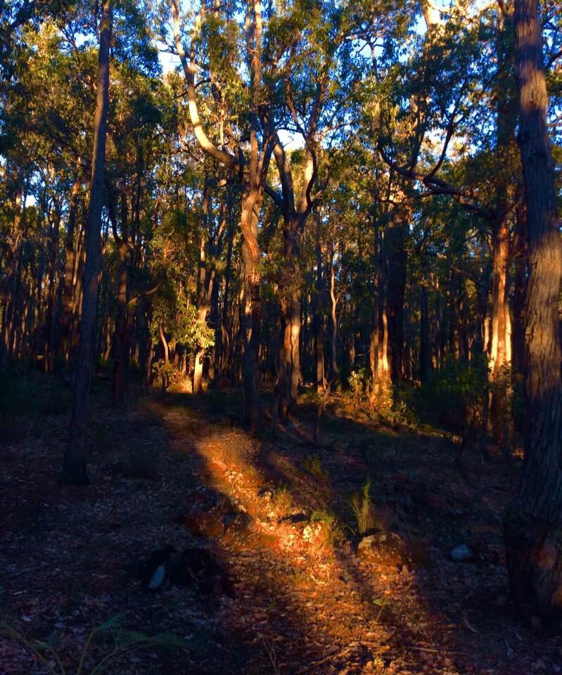 jarrahdale1's tweet photo. #G'day! #World #Jarrahdale #WA #WesternAustralia #early #morning a #beautiful #fleeting #light as the sun breaks over the #DarlingRange Photo by #ColinHAbbott #ColinHugh Abbott  #MrAbbott #Jarrahdale #WA #Jarrah #Forest #Woodland #gumtrees @JeaneneHyles https://t.co/1EsmuZbypf