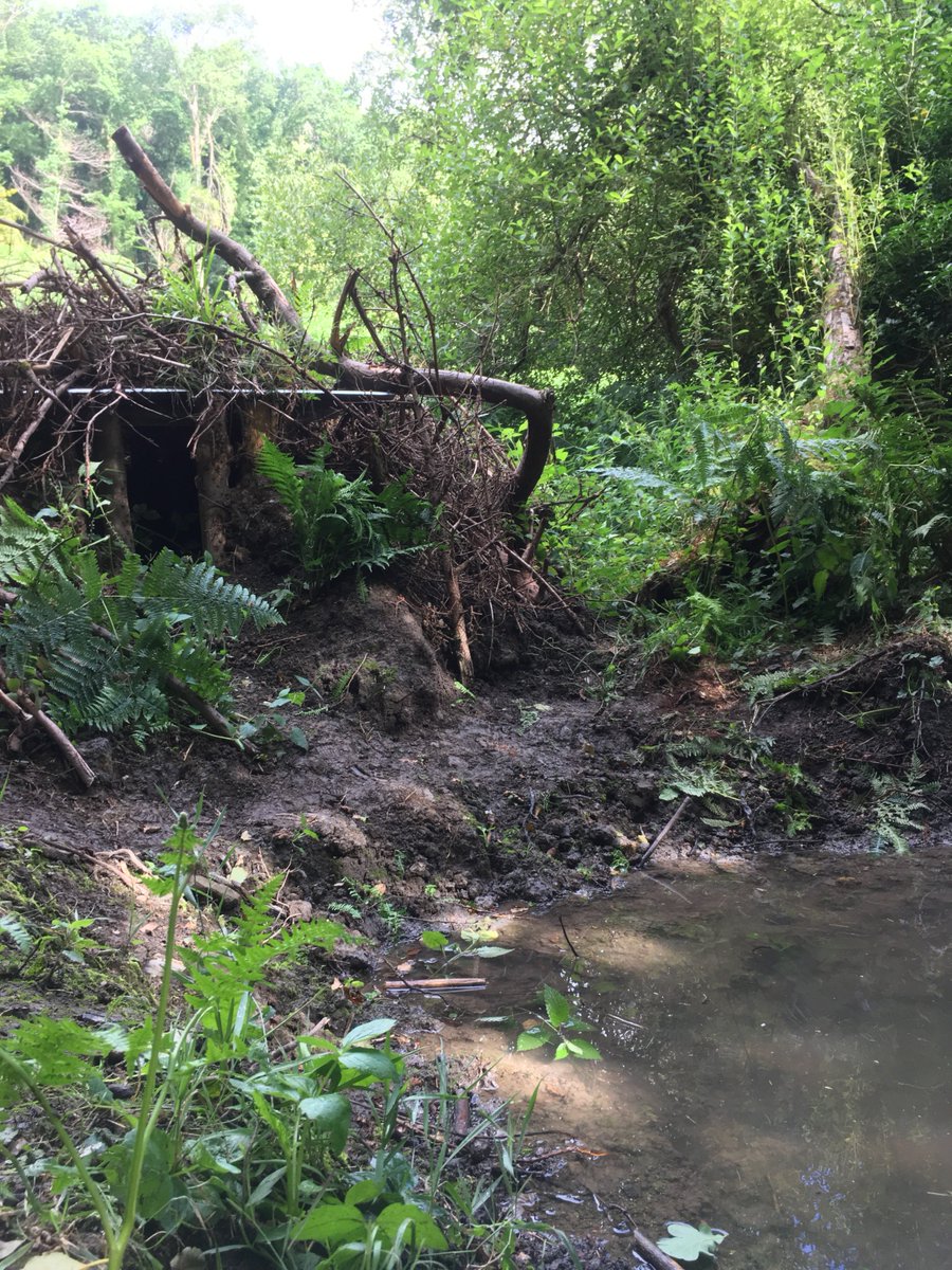 ForestryEngland's tweet photo. NEWS: We’re delighted to announce that a pair of Eurasian beavers are being released into this lodge at Greathough Brook in the Forest of Dean today.

We’re thrilled to have these fantastic creatures in our woodlands again! #DeanBeavers @DefraGovUK #ForestofDean https://t.co/0DKcFHU9L4