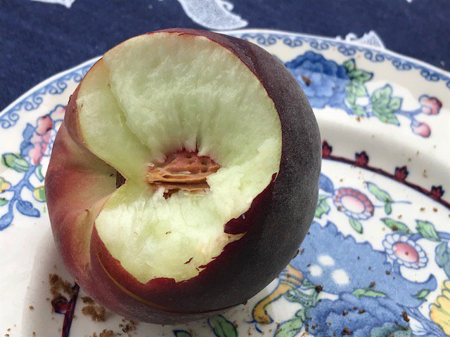 OOST12's tweet photo. Lot's of work to do @ Dutch retail: NO sugars, rock hard, no taste! Getting control over your supply chain allows you to harvest later resulting in a much better product. Our estimate is that this fruit is harvested almost a week too early! https://t.co/PI4MvW911U