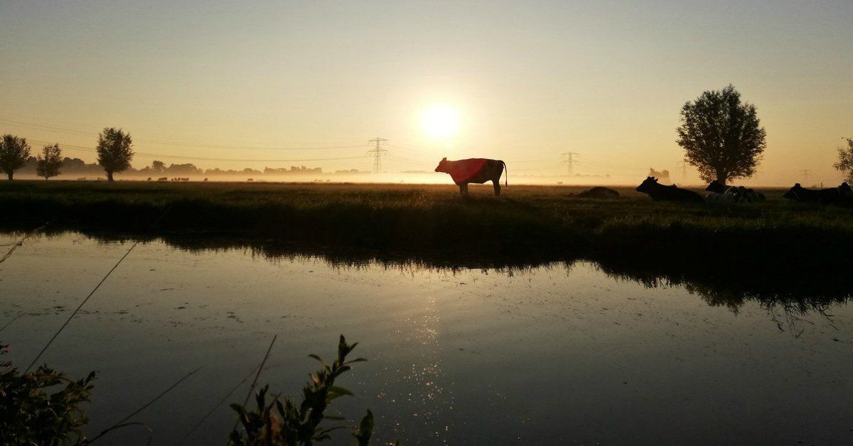 De #zomer in Nederland door de ogen van onze boswachters <a href="/staatsbosbeheer/">Staatsbosbeheer</a> @JonthanLe 25 prachtige foto's ➡️ froot.nl/posttype/froot… ⬅️