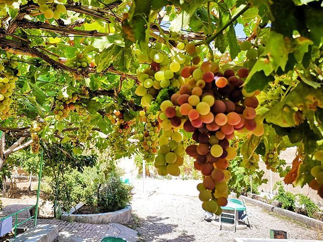 hbanaee's tweet photo. باغ انگور
#شاهیک #شاهیک_قاین
#قاین #ایران
#ghaen #qaen #qayen #iran
#mobilephotography
#grape https://t.co/Ct9vMom3tT https://t.co/KzlOnNh42g