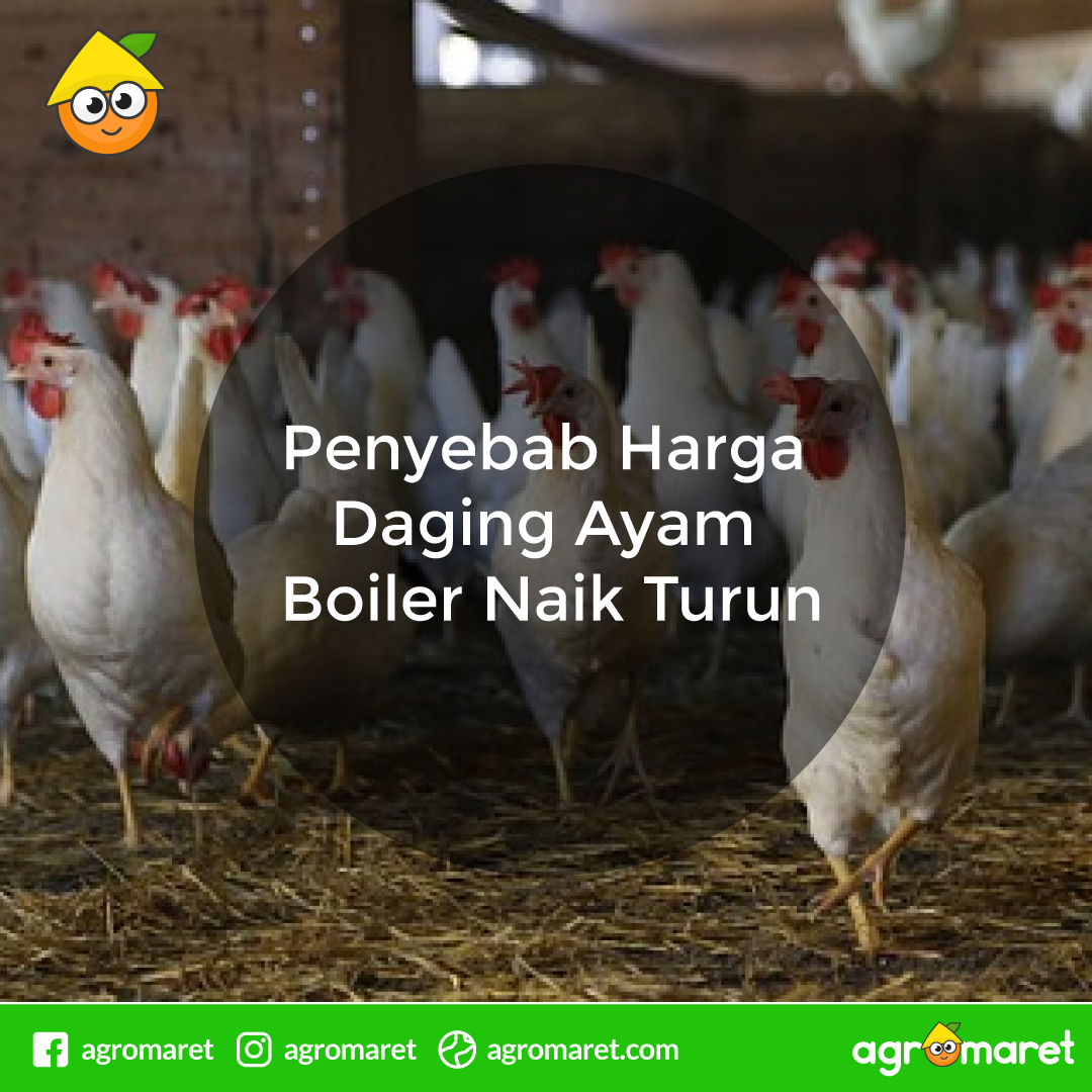 AgromaretID's tweet photo. Sering Denger harga daging ayam Naik Turun ..?

Para peternak, wajib ketahui Alasannya nih....!!!

https://t.co/BUsi45NiE9

#hargaayam #hargadagingayam #harganaik https://t.co/rJRYbgMUCr