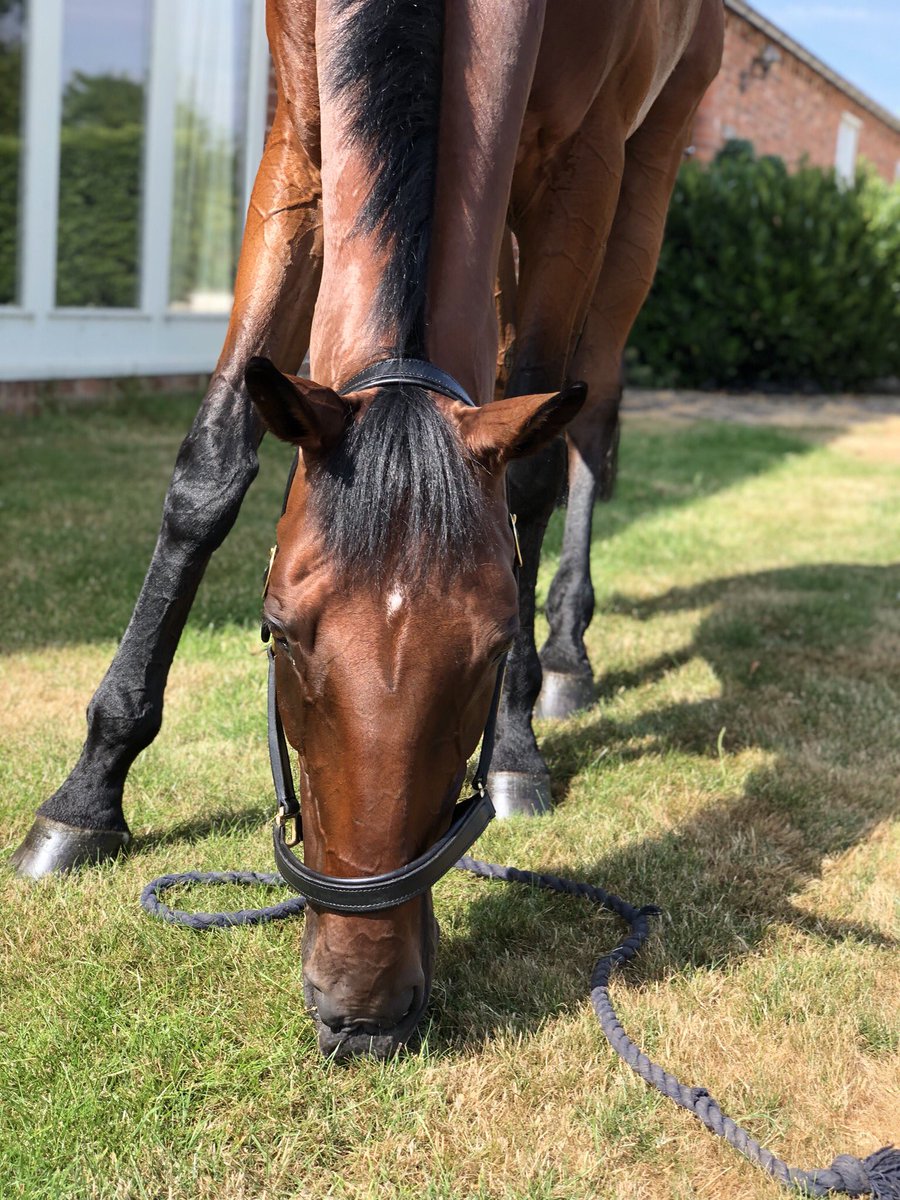 In search of green grass! MrT looking &amp; feeling so well with thanks to <a href="/equine_matrix/">Equine Matrix Supplements</a>. Take a look. I highly recommend them!