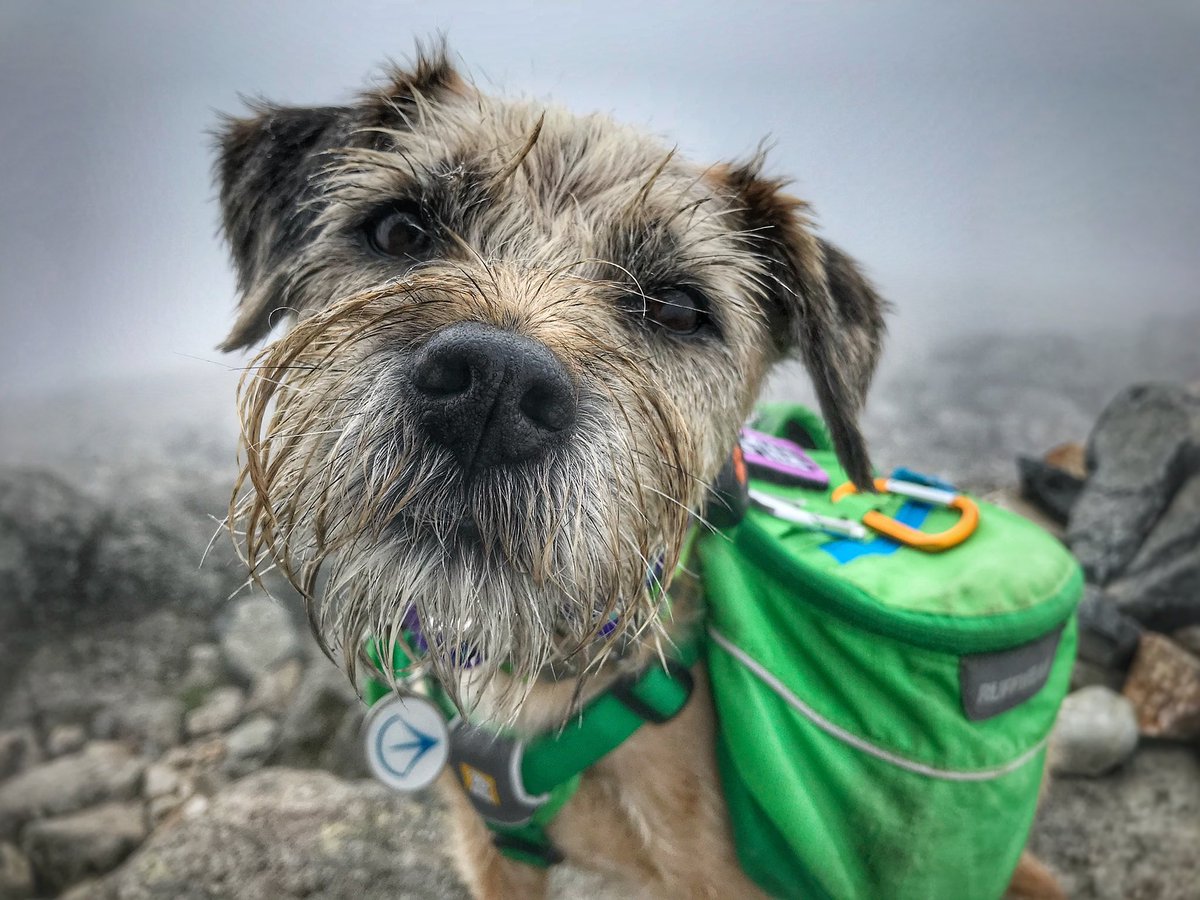 the_wonderdogs's tweet photo. We had a super exciting weekend which included a trip to the Lake District! 🐾🏔 #tobythewonderdog #tobyyonekenobi #btposse #dogsthathike #adventuresoftoby @RuffwearUK @PitPatPet https://t.co/uzl5HtOvDt