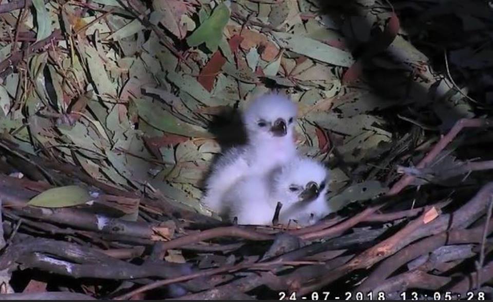 @SeaEagleCAM ...and here they are...at risk of anthropomorphism, ain't they cute? #BirdLife @wyliehorn #SydneyOlympicPark