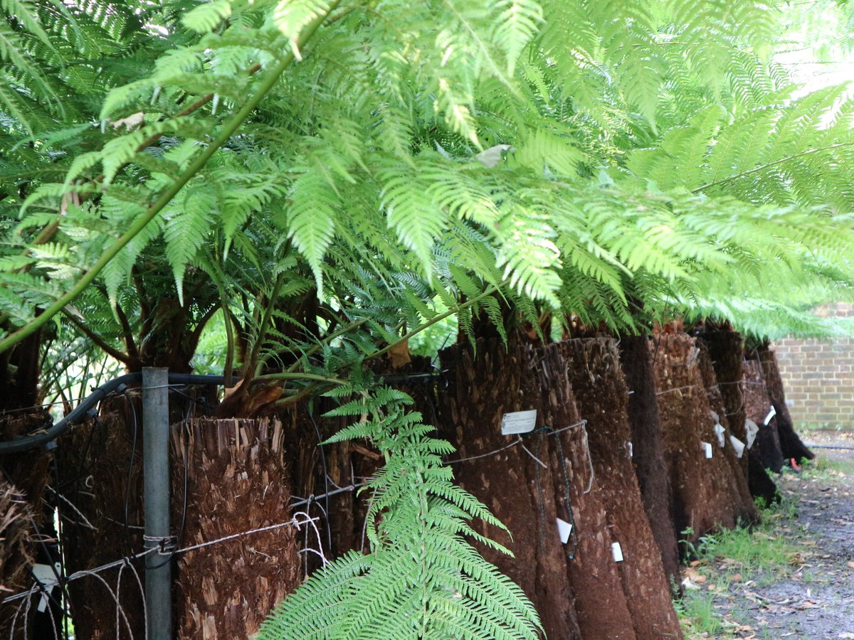 Dicksonia antartica is a really popular tree fern. It is also called Soft Tree Fern #dicksoniaantartica #treefern #fern
palmcentre.co.uk/category/tree-…