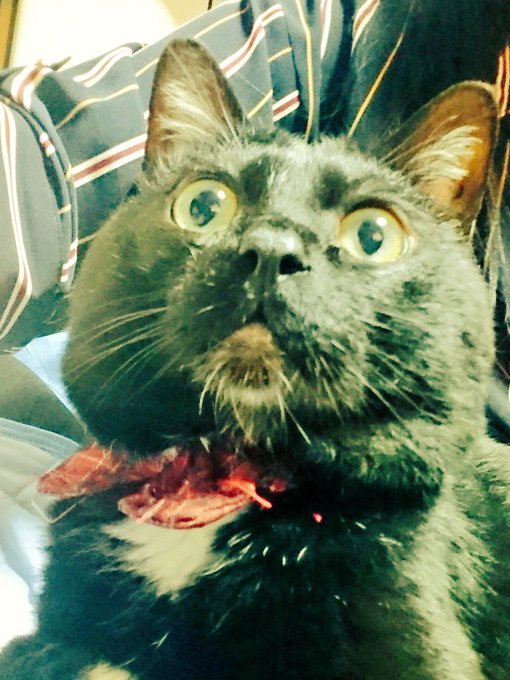 宇宙猫のtwitterイラスト検索結果 古い順