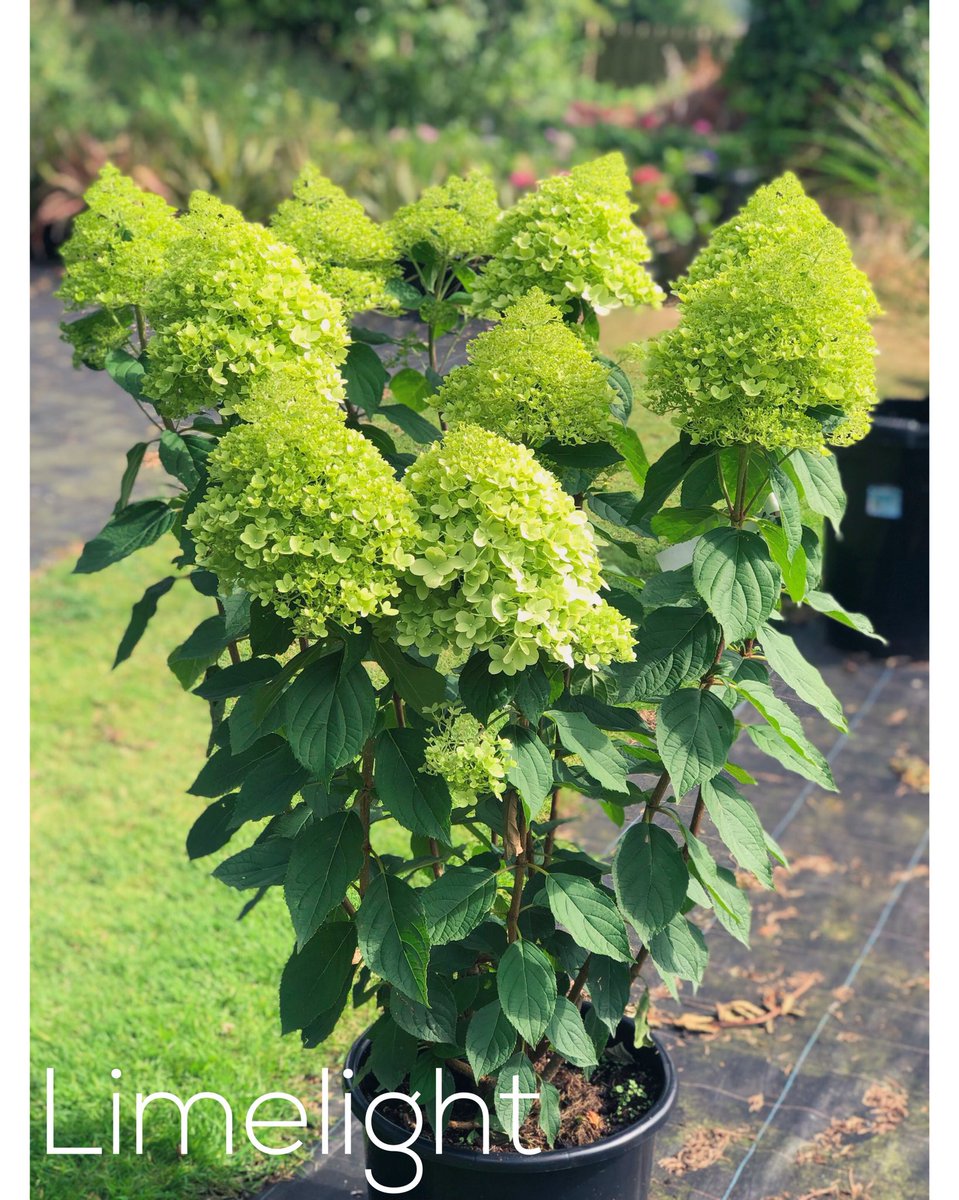 Cornish Hydrangeas tweet media