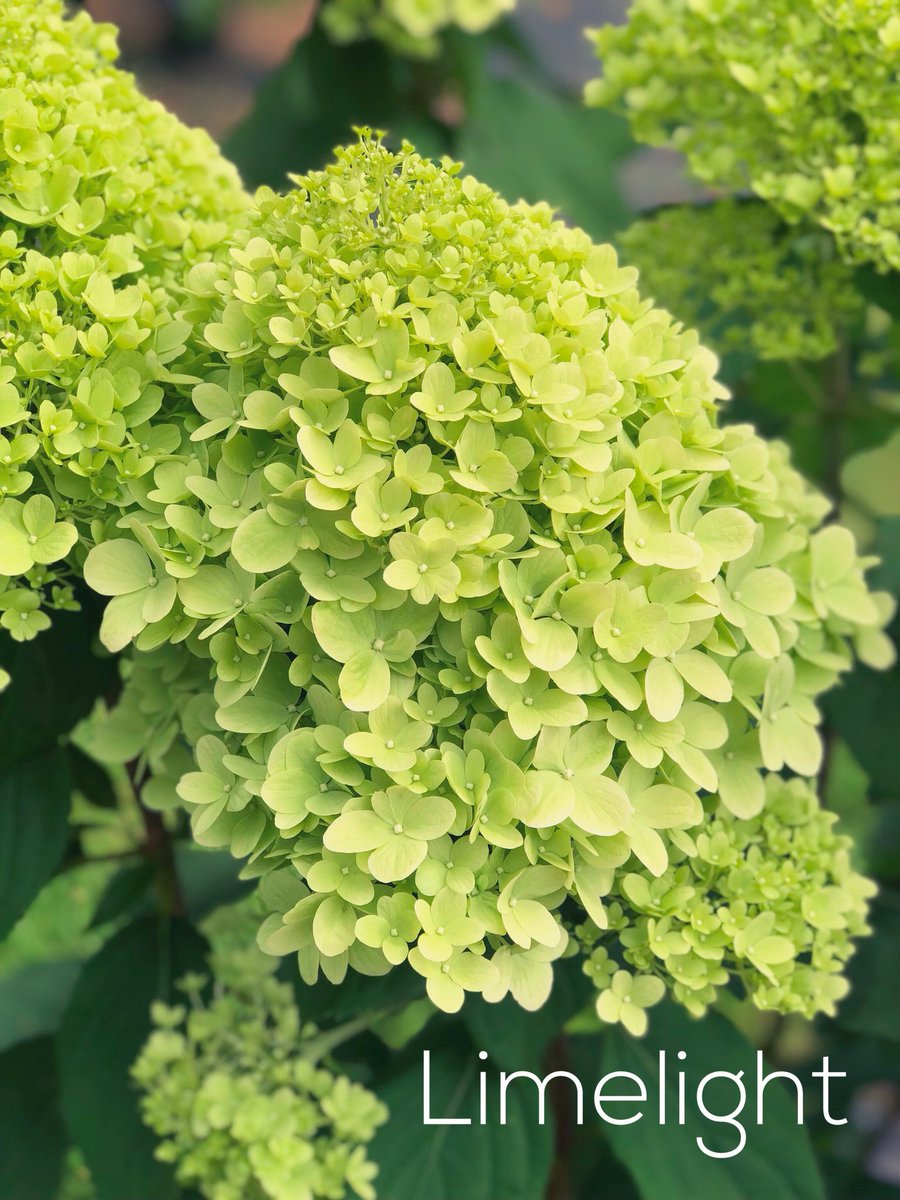 Cornish Hydrangeas tweet media