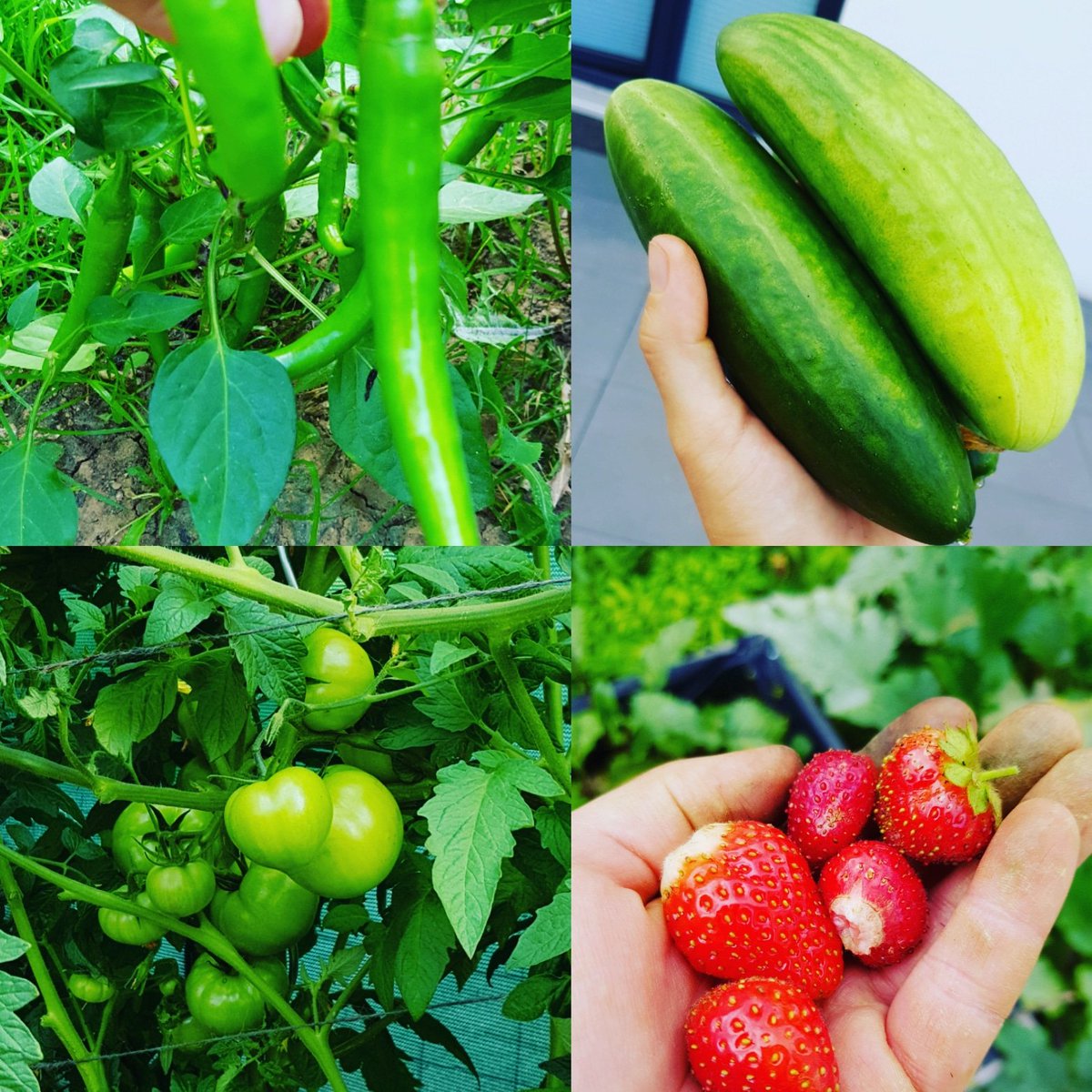 I am so #happy. My #plants are #amazing & #delicious 😍🍅🍓🥒🌶
.
#deliciousfood #fresh #healthyfood #healthy #tasty #tastyfood #fantasticfood #fantastik #fantastik #selfmade #selbstangebaut #tomaten #tomato #tomatoes #chili #cucumber #gurke #strawberry #erdbeeren #yummy #yummi