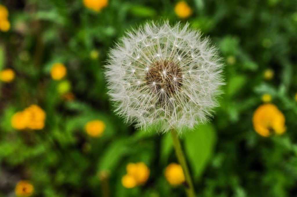 LisaFinneyPhoto's tweet photo. Make a wish. #dandelion #dandelionpuff #summer #wish #makeawish https://t.co/qAhW65265l