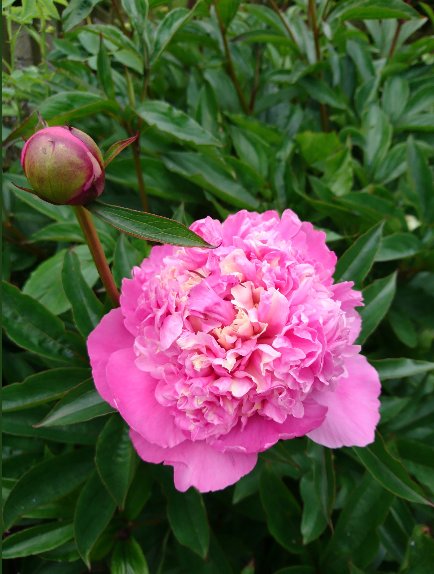 There's just 7 days to submit your entry for #BrumInBloom2018! We're celebrating the best of Birmingham's community spirit and gardening skills with loads of prizes up for grabs this year - Find out more and how to enter here: socsi.in/bibcomp_gnpzx