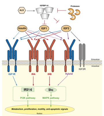 JMolEndo's tweet image. #IGF1 40th anniversary special issue IGF system in sarcomas: a crucial pathway with many unknowns to exploit for therapy by Caterina Mancarella and Katia Scotlandi ow.ly/cGQZ30kRCHD