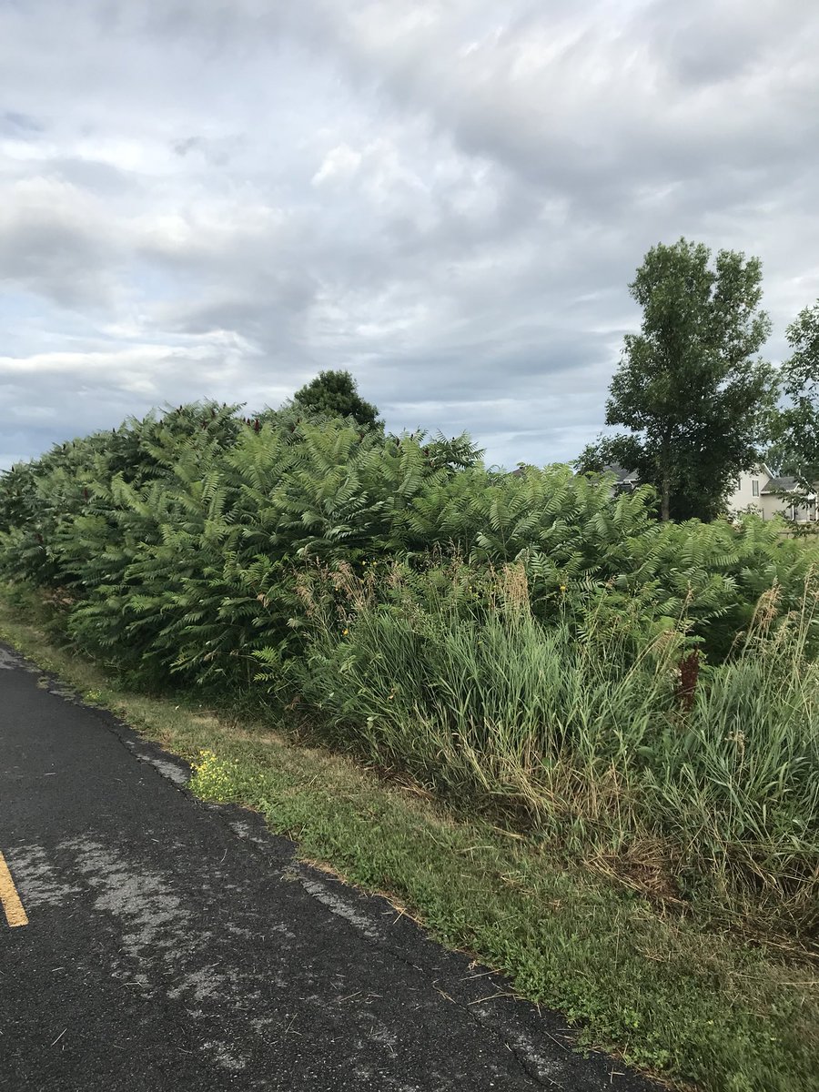 Trying to cool down after a sweaty 4km run.